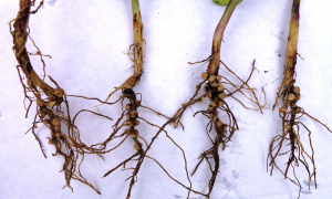 nodules on roots